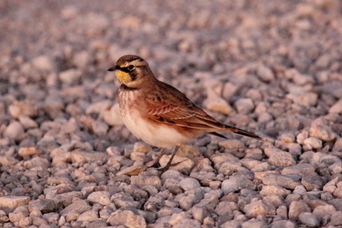 Horned Lark - ML72784871