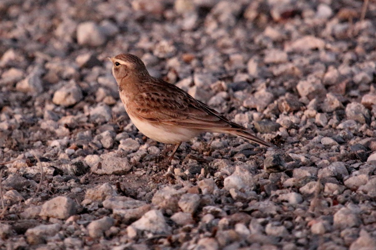 Horned Lark - ML72784881