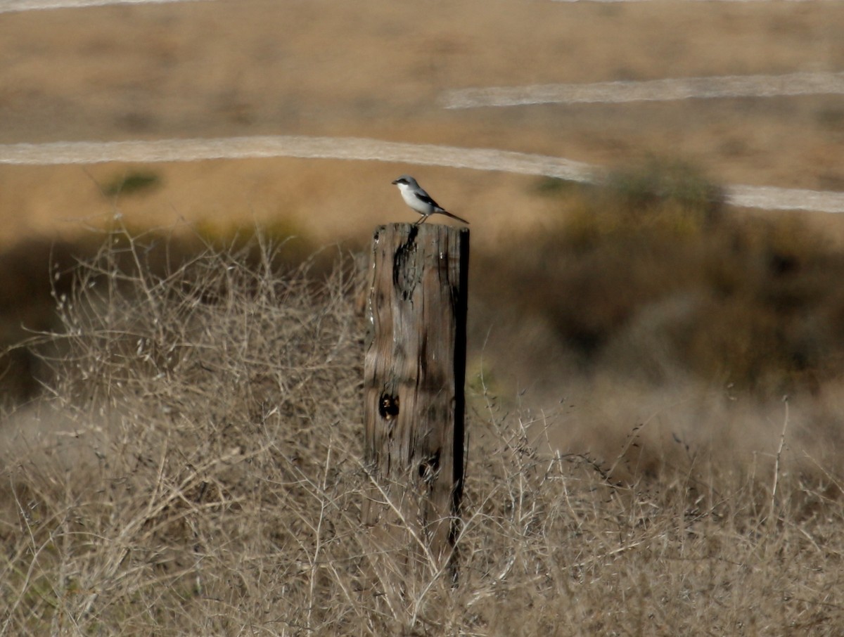 Loggerhead Shrike - Christine Jacobs