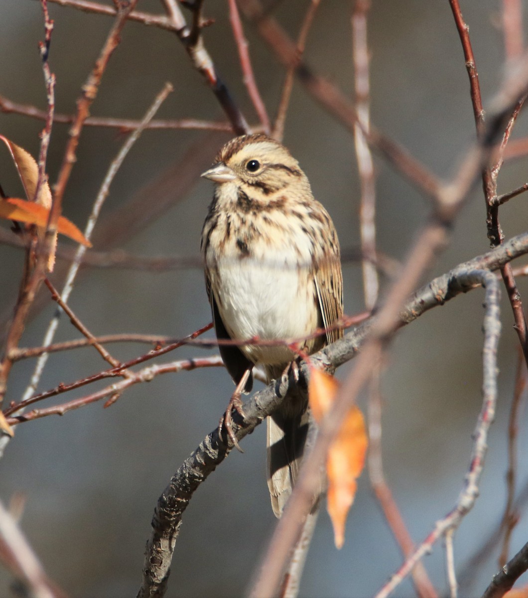 Song Sparrow - ML72785201