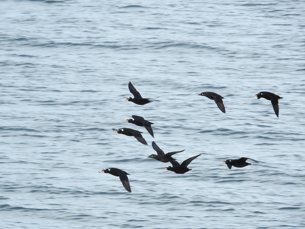 Surf Scoter - Les Heller