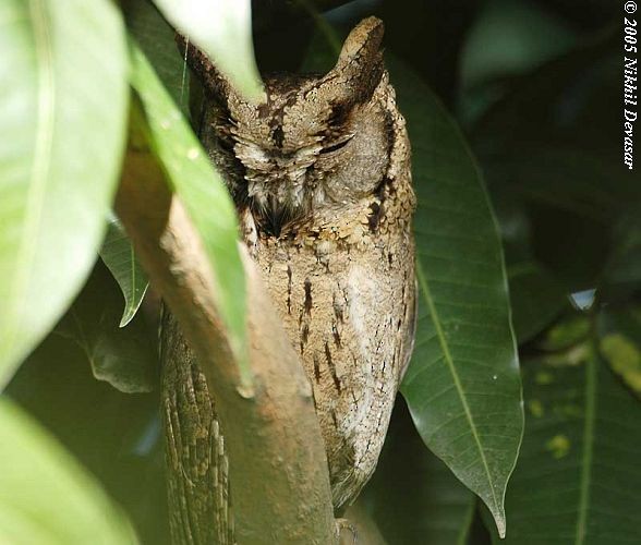 scops-owl sp. - ML727887