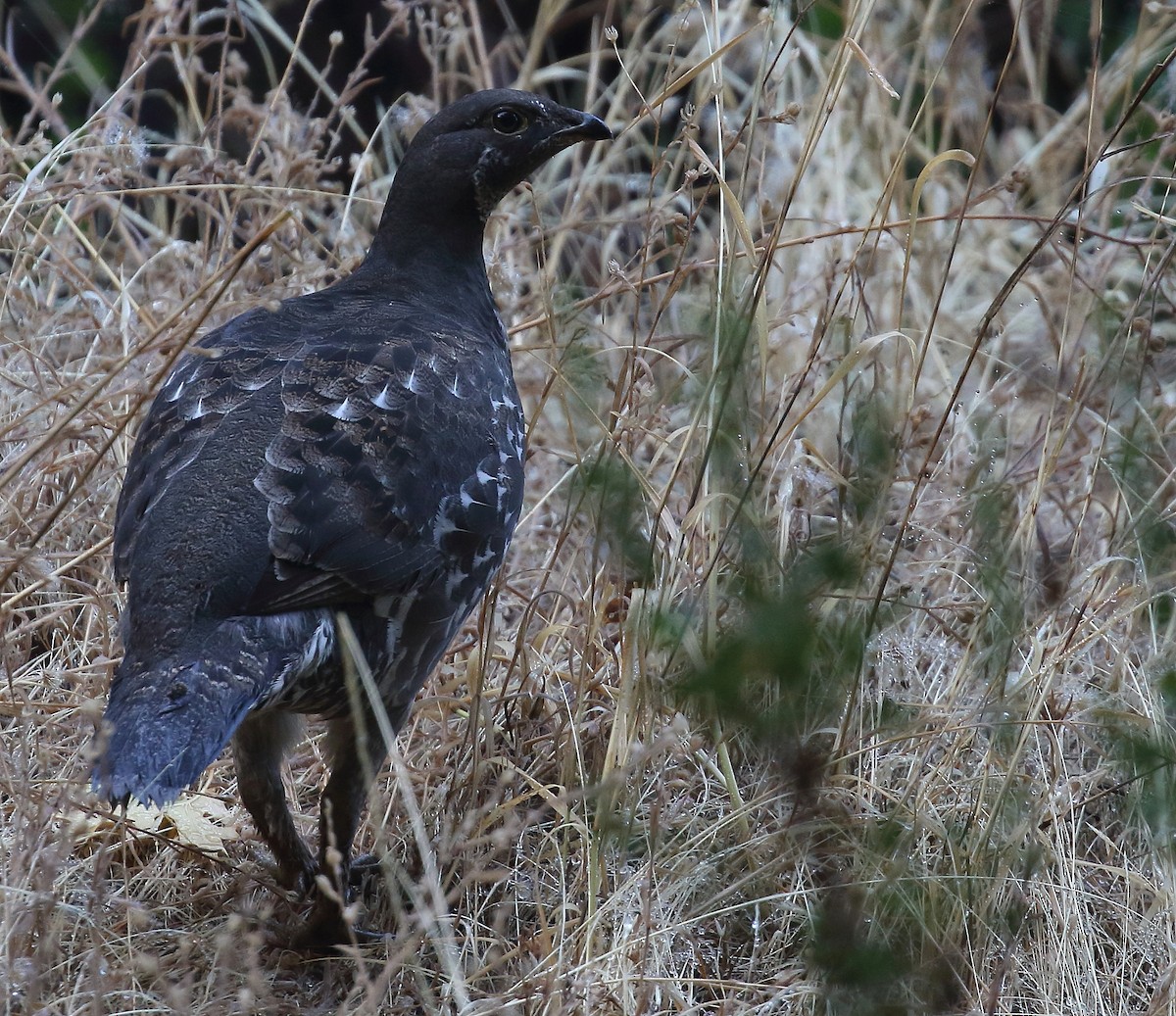 Sooty Grouse - Kent Leland