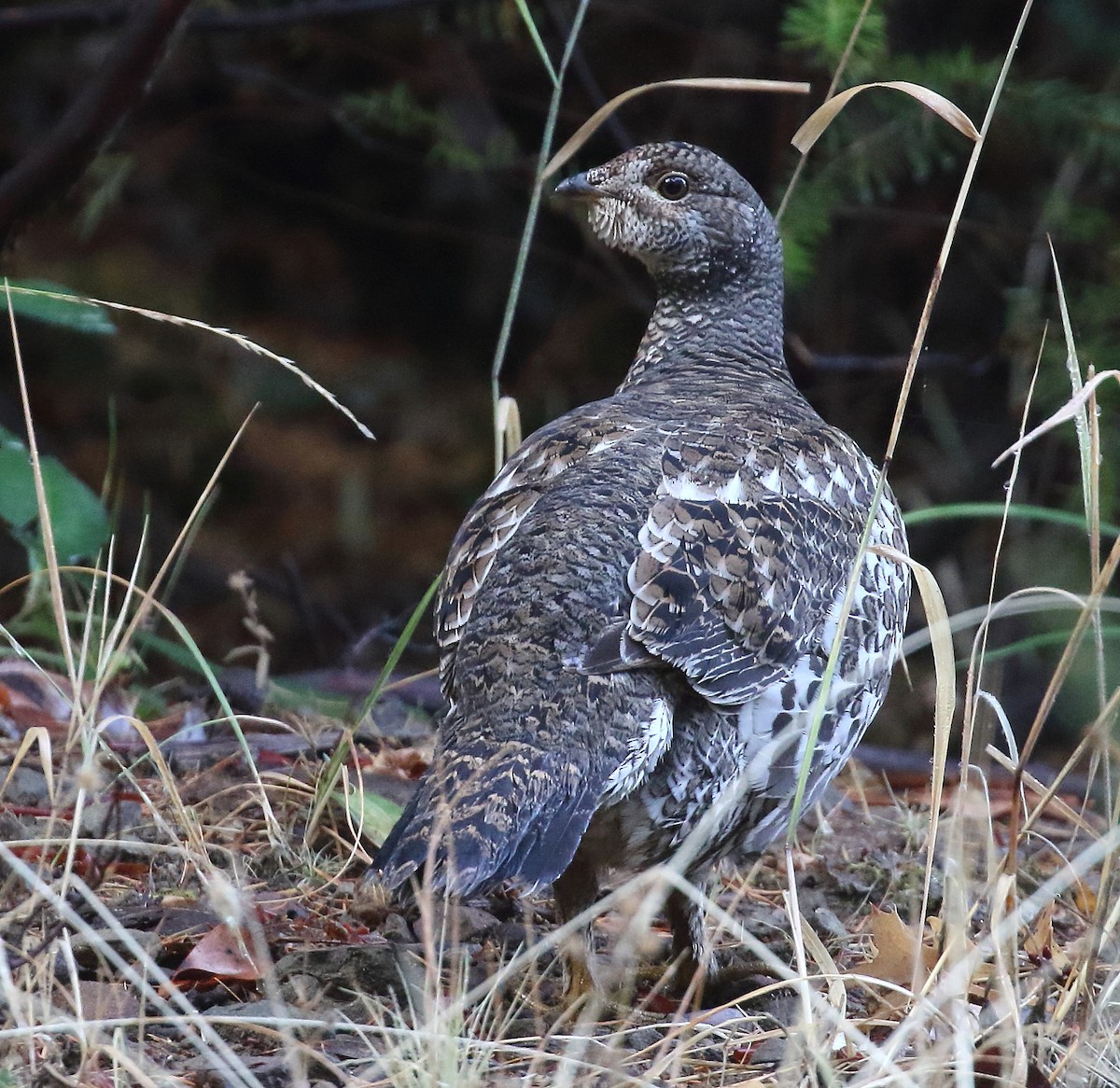 Sooty Grouse - ML72788771