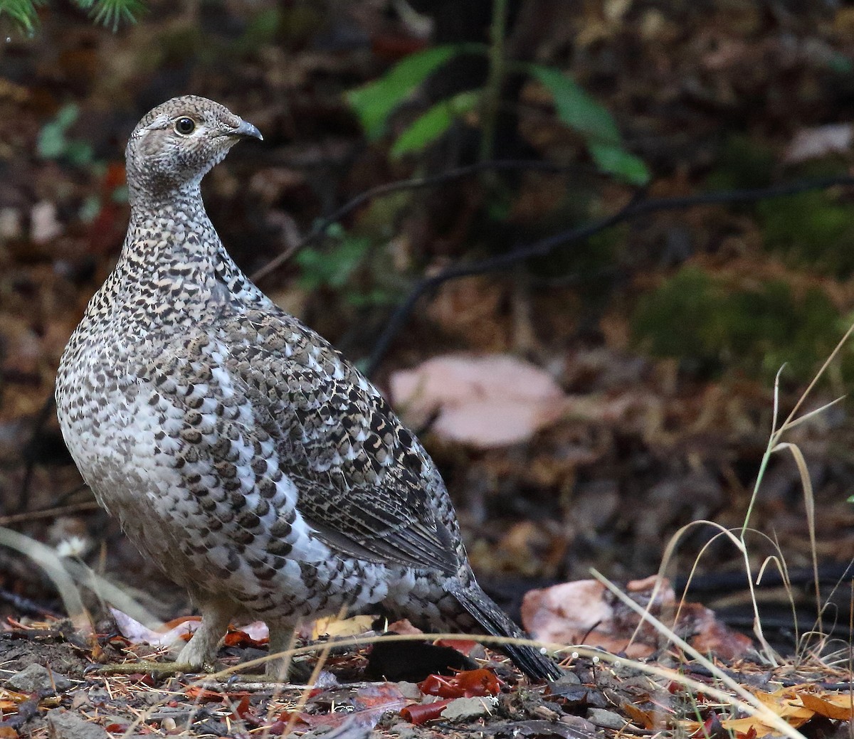 Sooty Grouse - ML72788871