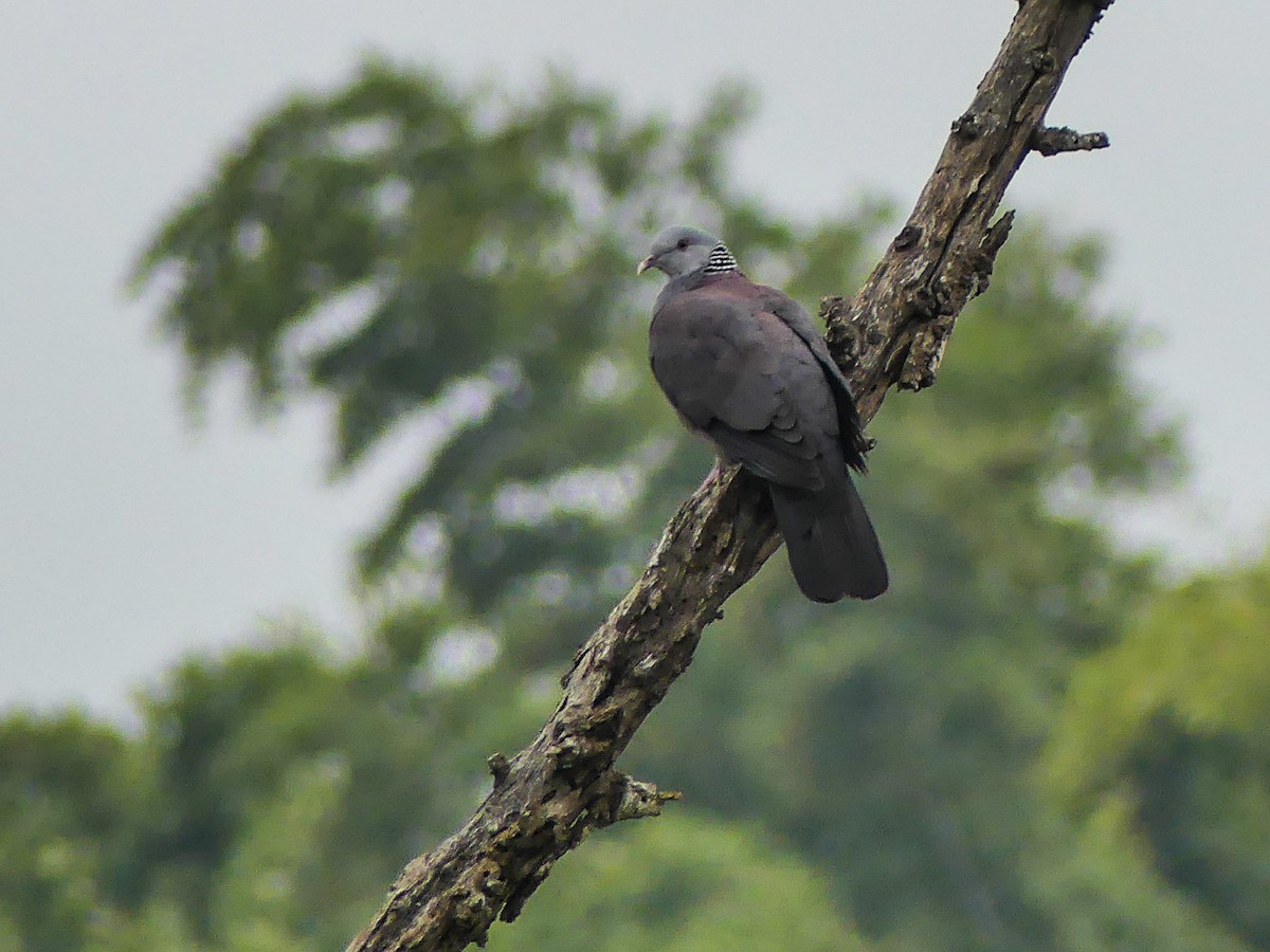 Nilgiri Wood-Pigeon - ML72789451