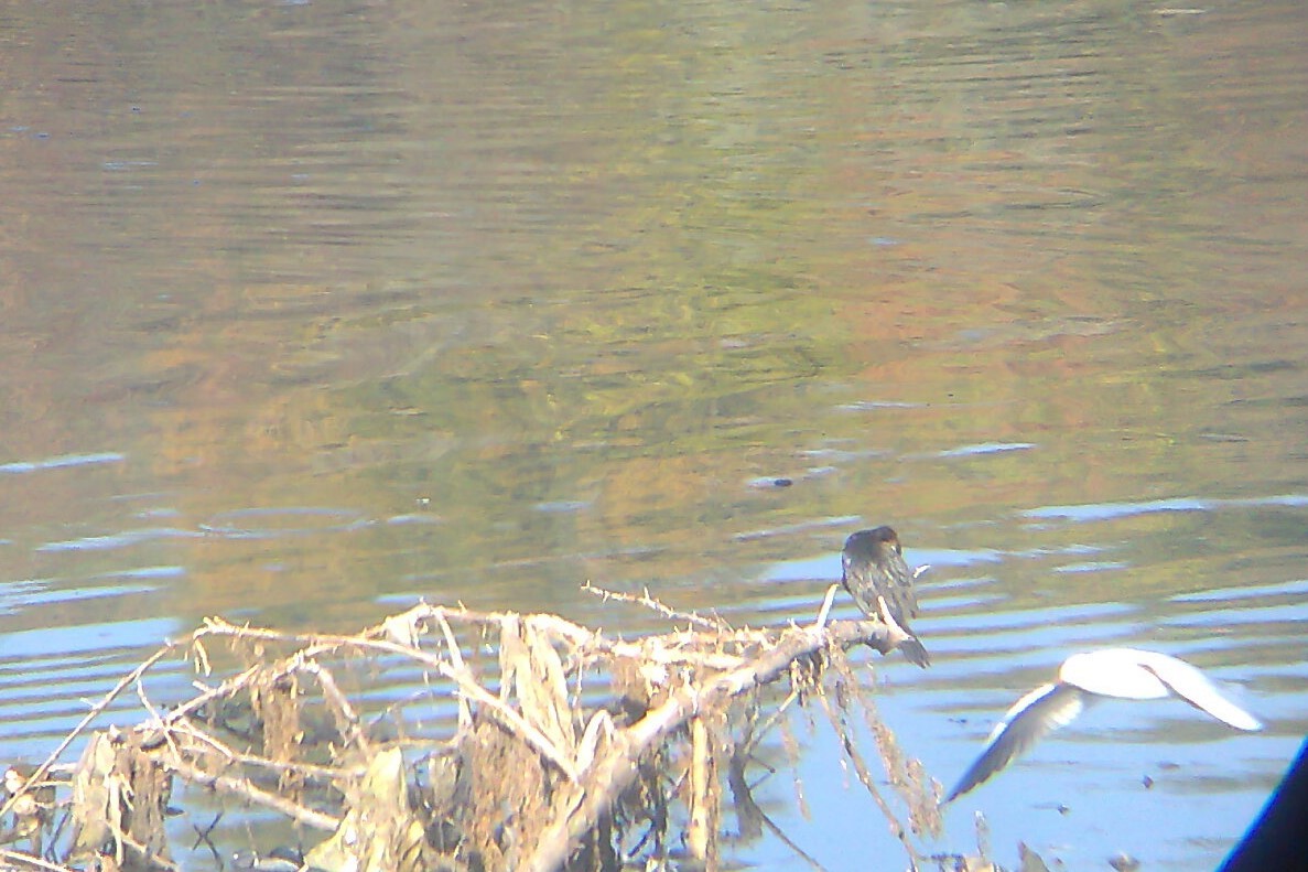 Pygmy Cormorant - ML72791001