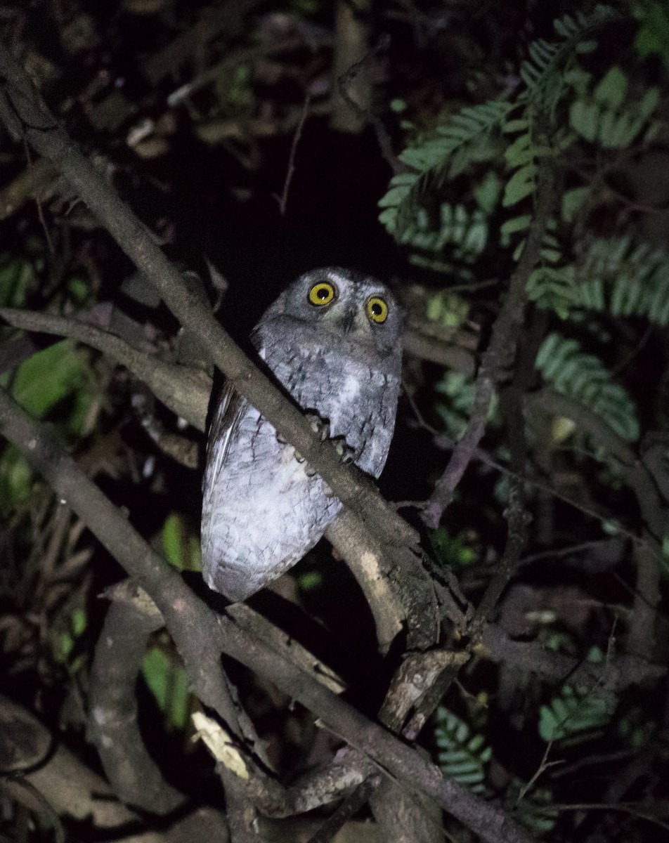 Oriental Scops-Owl - abhishek ravindra