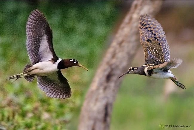 Greater Painted-Snipe - ML727949