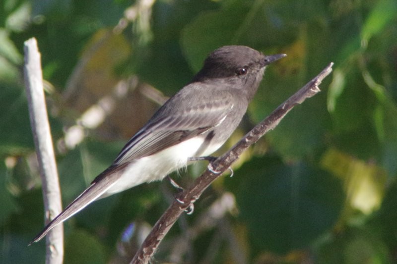 Black Phoebe - ML72796191