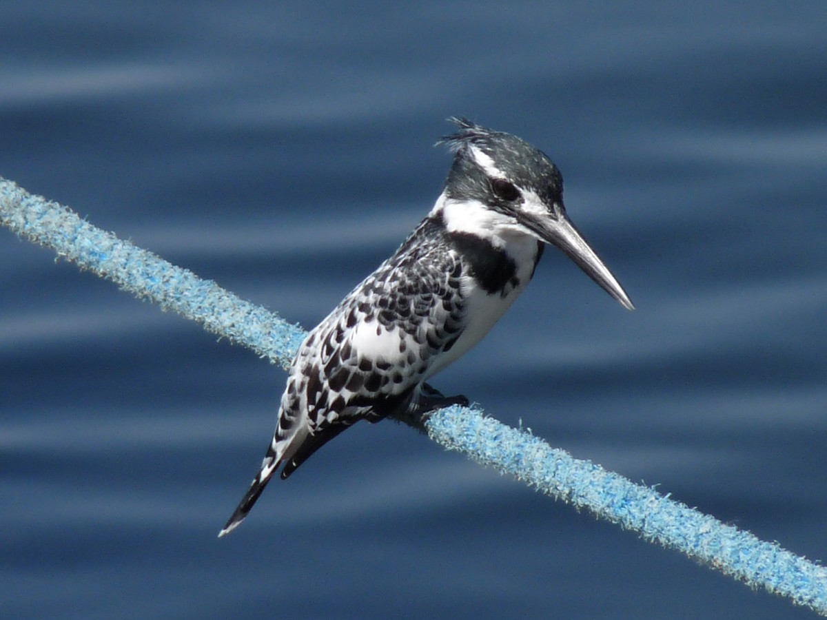 Pied Kingfisher - ML72796891