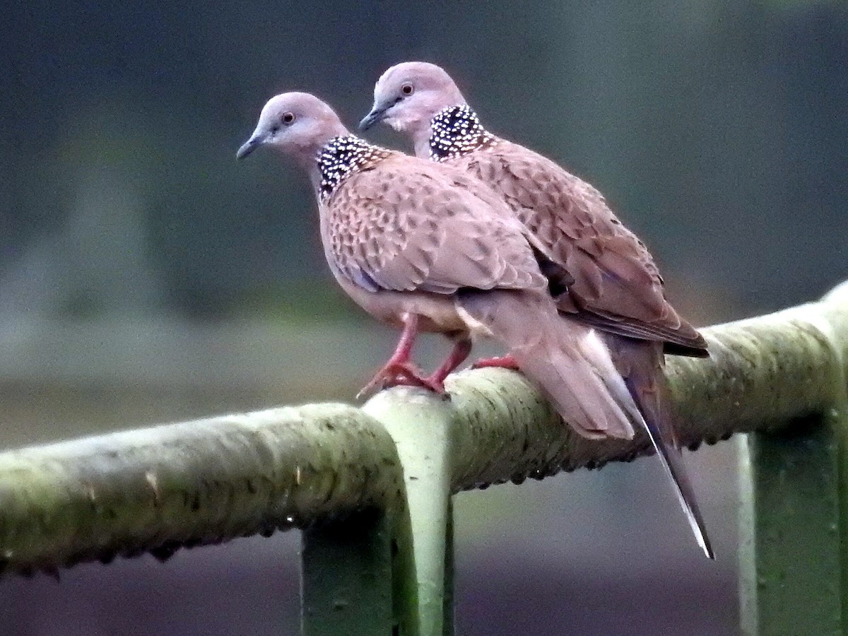 Spotted Dove - ML72797051