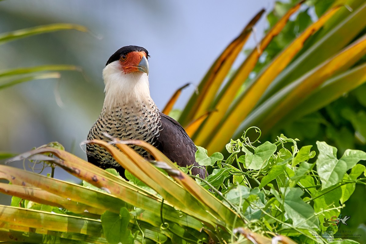 Caracara huppé (cheriway) - ML72797101