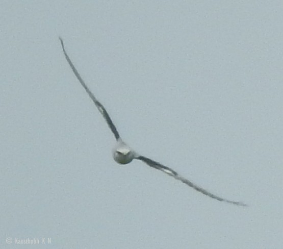 Black-winged Kite - Kausthubh K Nair