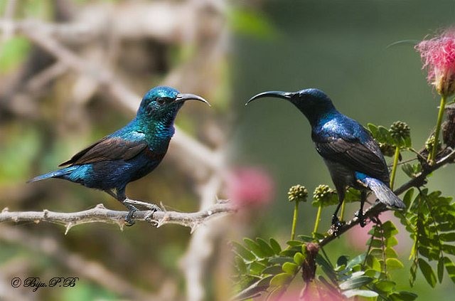 Loten's Sunbird - ML727990