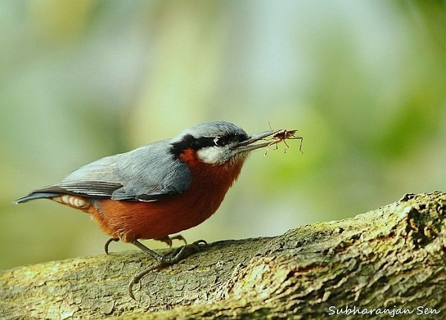 Chestnut-bellied Nuthatch - ML728005