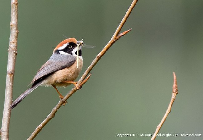 Black-throated Tit (Red-headed) - Ghulam Rasool