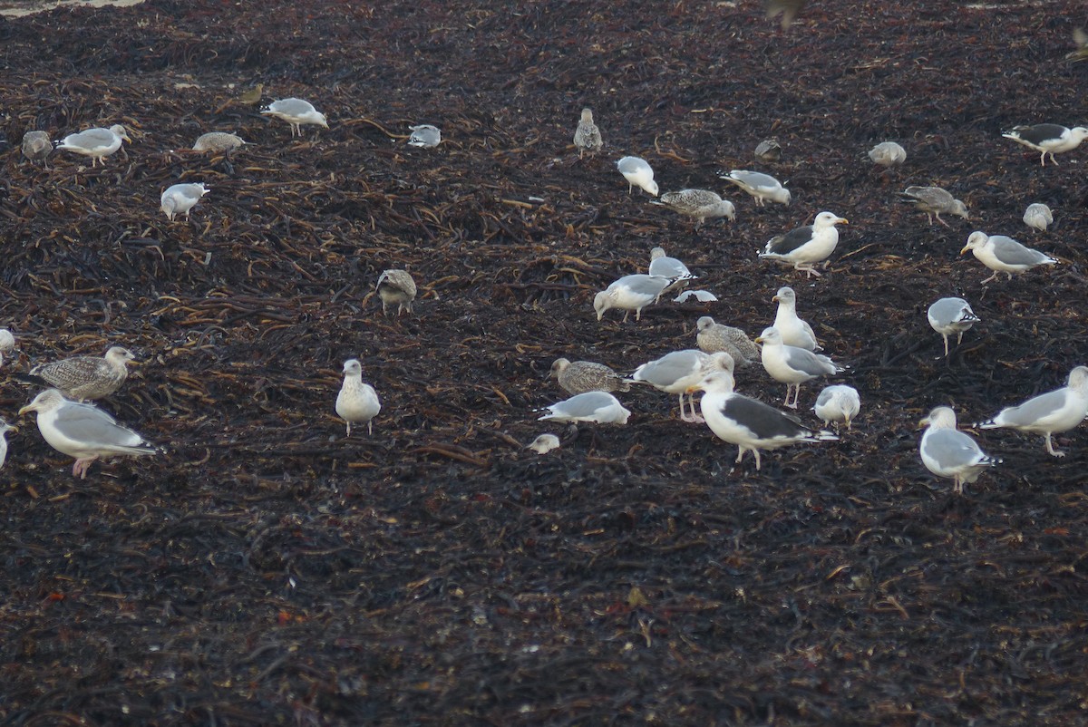 Great Black-backed Gull - ML72801101