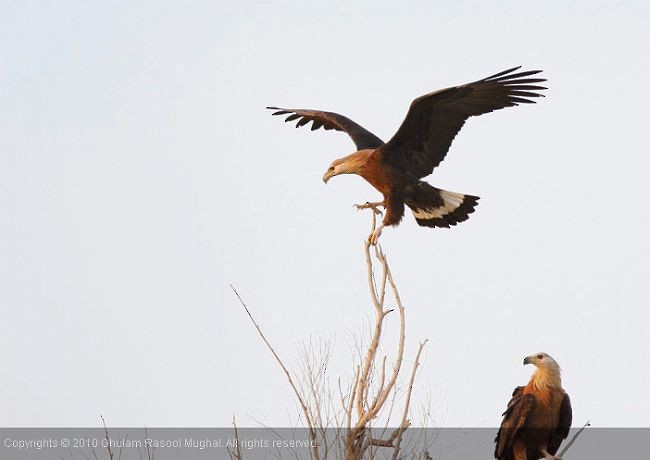 Pallas's Fish-Eagle - ML728014