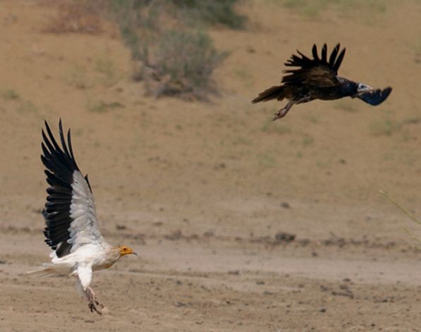 Egyptian Vulture - ML728015