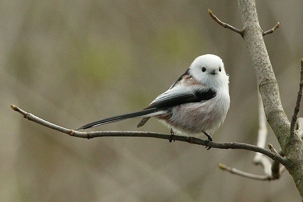 Long-tailed Tit (caudatus) - Nigel Blake