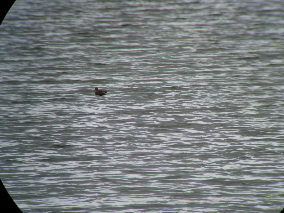 Red Phalarope - ML72801711