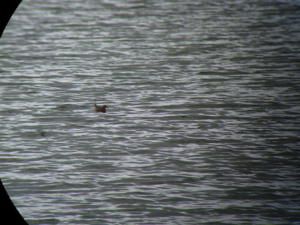 Red Phalarope - ML72801731
