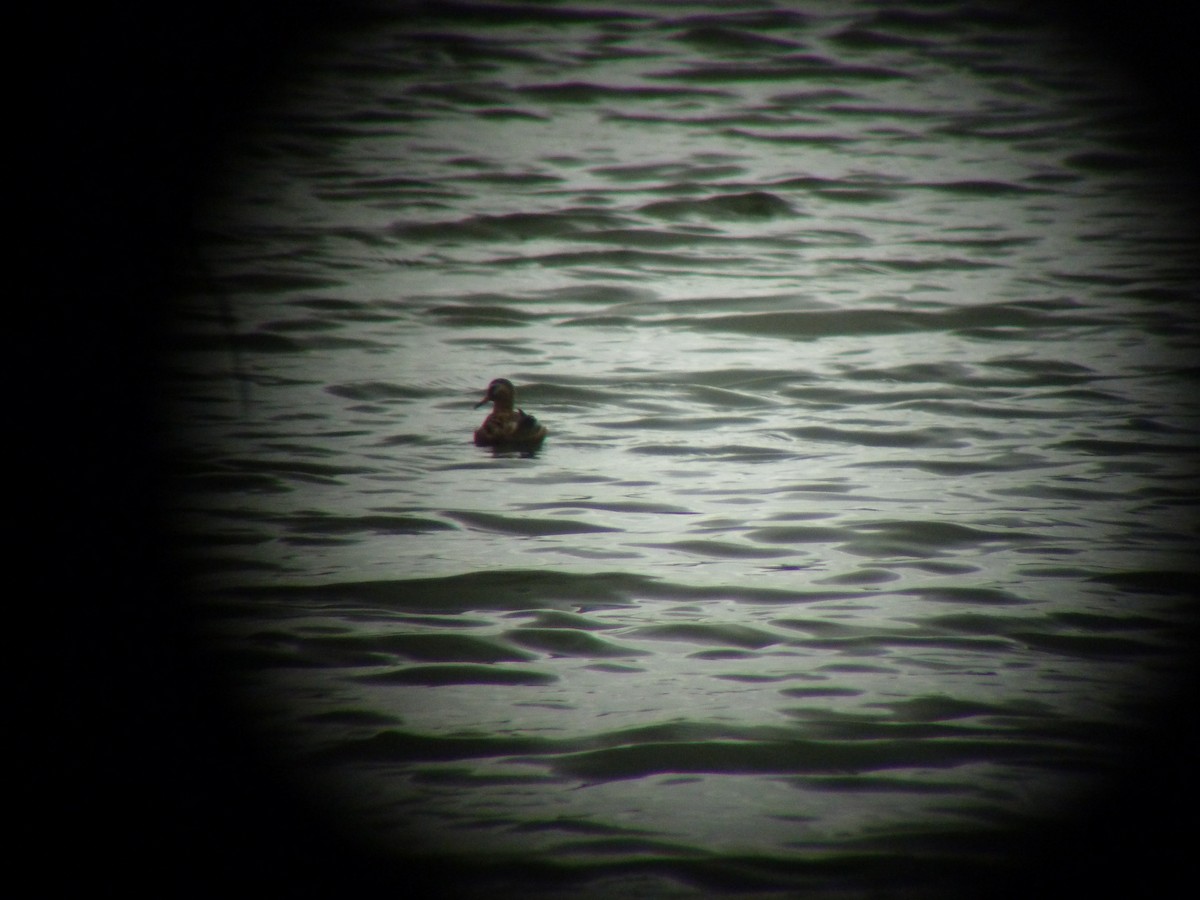 Red Phalarope - ML72801741
