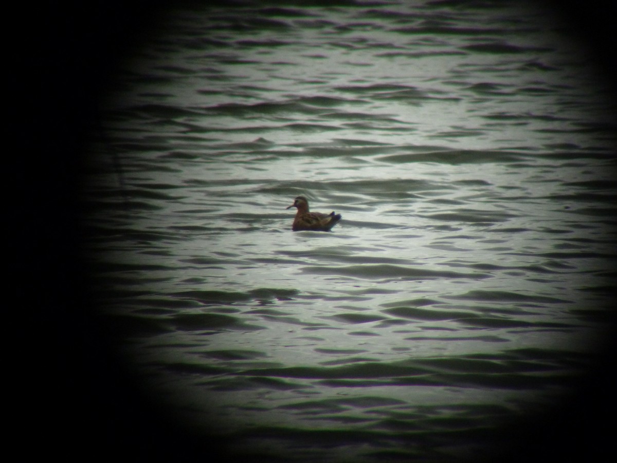 Red Phalarope - ML72801751