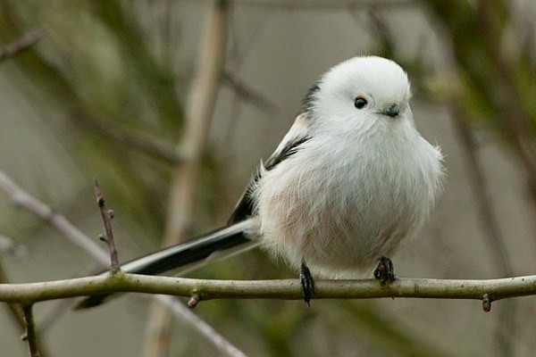 Long-tailed Tit (caudatus) - Nigel Blake