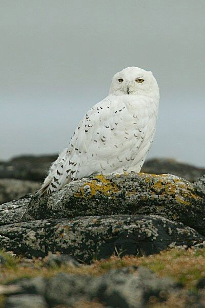 Snowy Owl - Nigel Blake