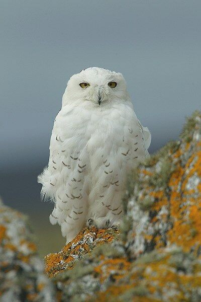 Snowy Owl - Nigel Blake