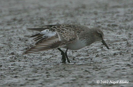 White-rumped Sandpiper - ML728030