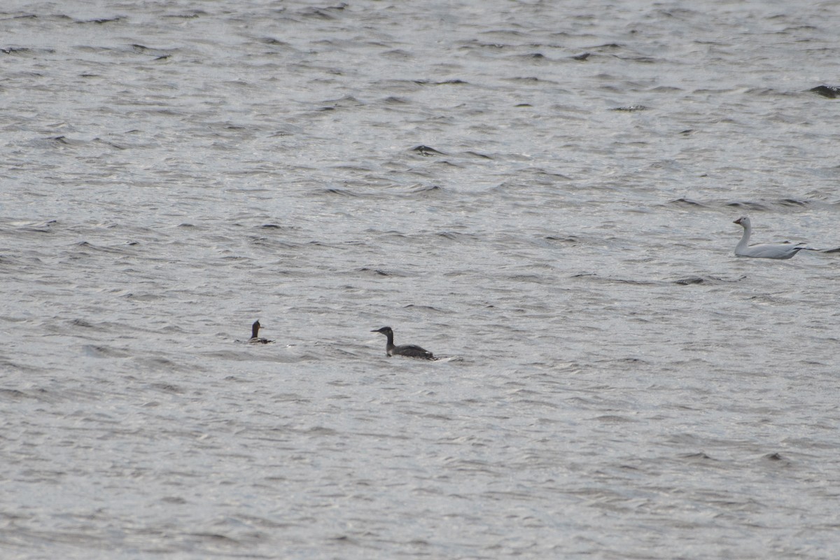 Red-necked Grebe - ML72803471