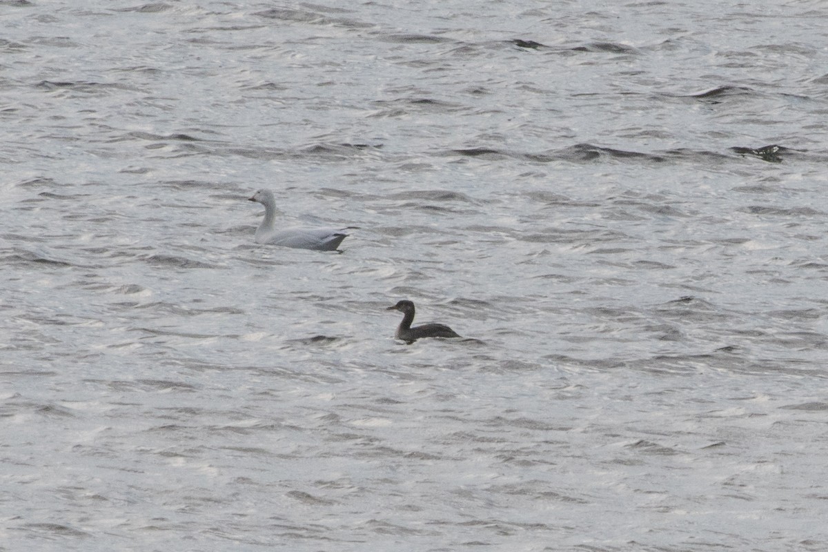 Red-necked Grebe - ML72803531