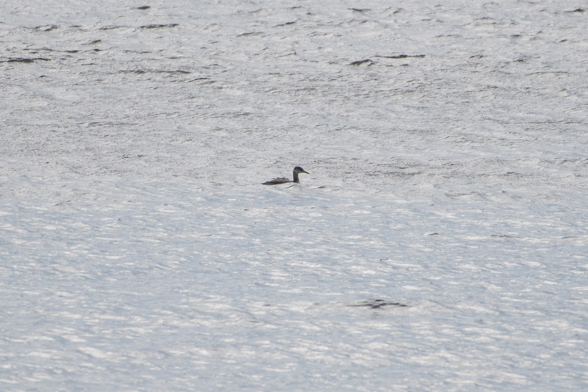 Red-necked Grebe - ML72803621