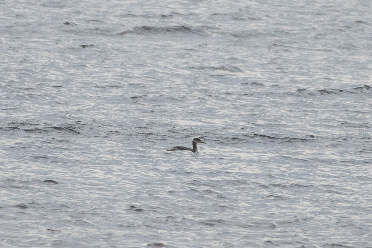 Red-necked Grebe - ML72803631