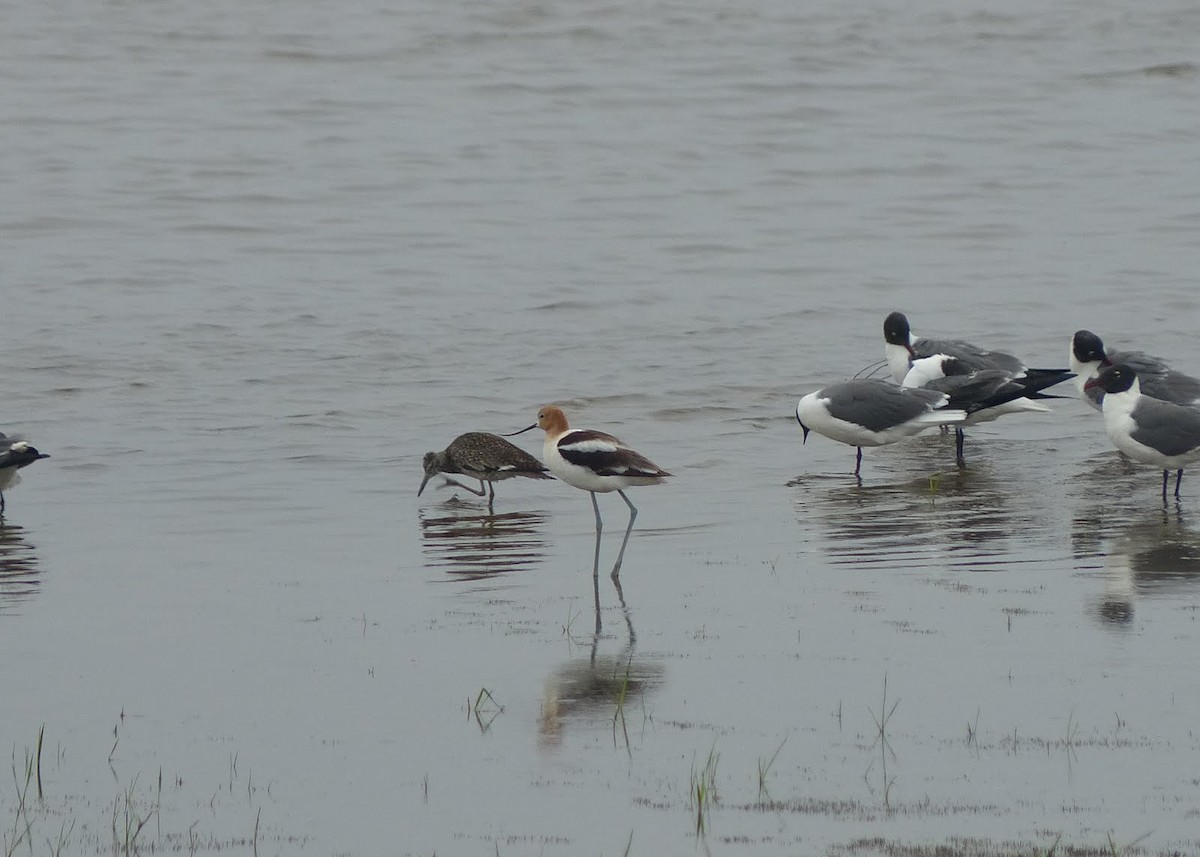 Avocette d'Amérique - ML72803741