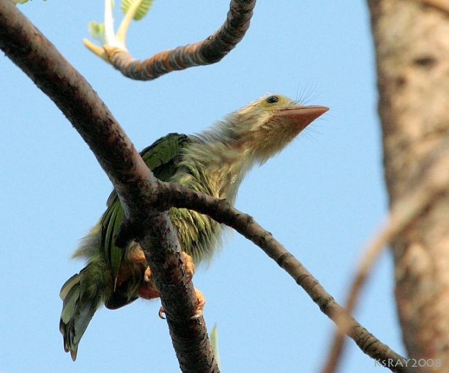 Lineated Barbet - ML728057