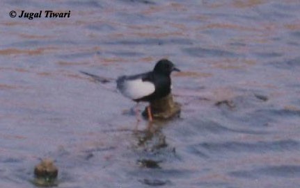 White-winged Tern - ML728068