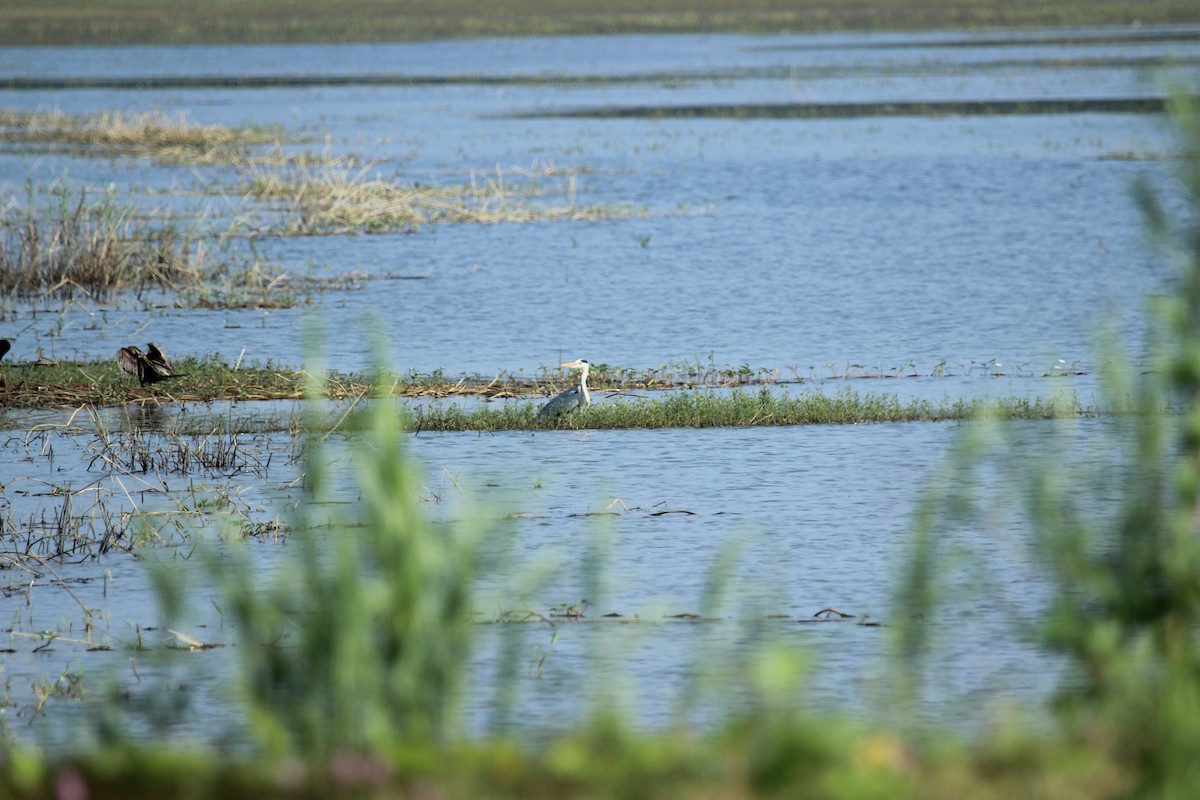 Gray Heron - chithrabhanu pakaravoor