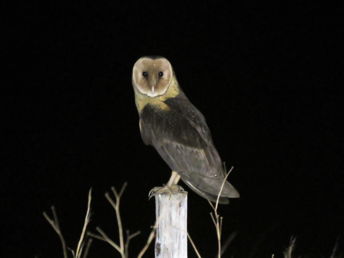 African Grass-Owl - Brad Arthur