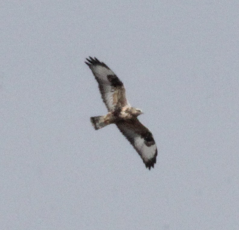 Rough-legged Hawk - ML72807701