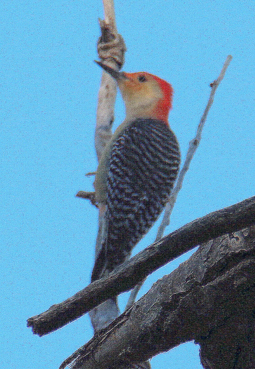 Red-bellied Woodpecker - ML72807771