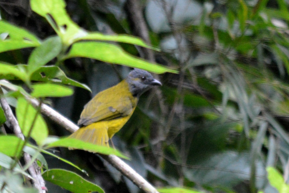 Gray-headed Tanager - ML72808101