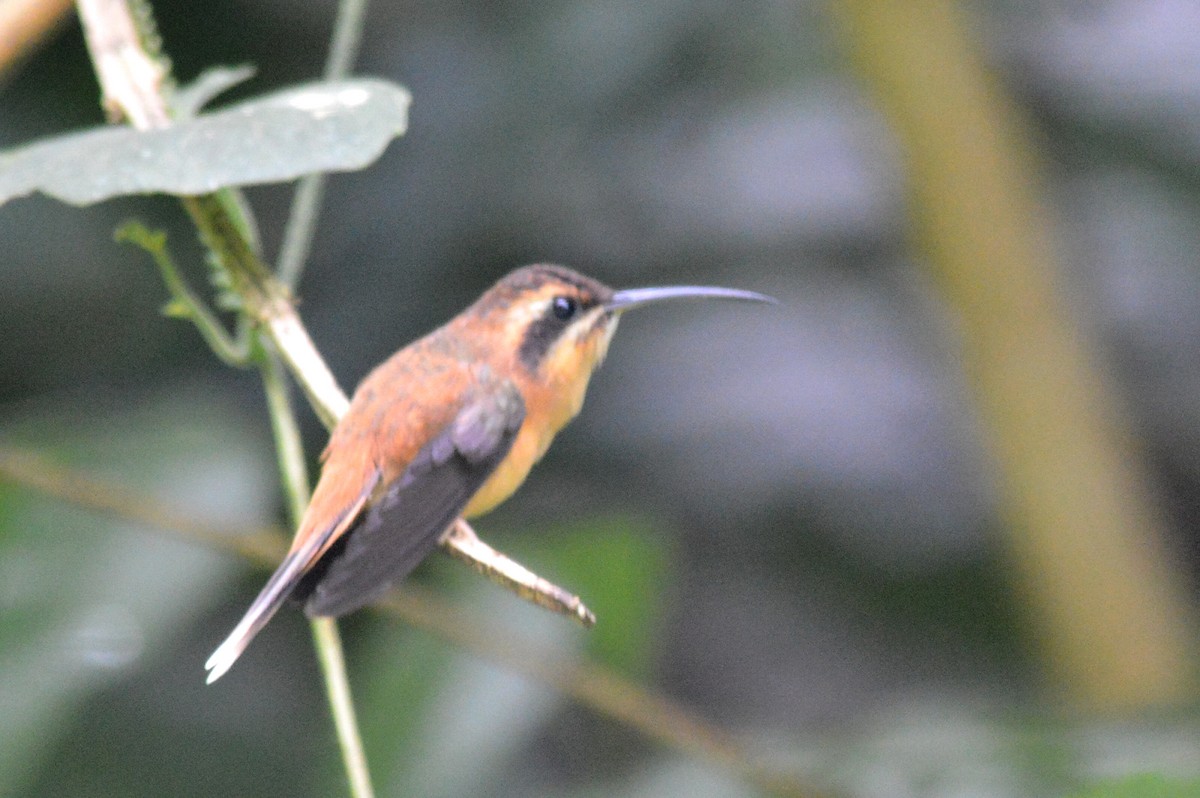 Stripe-throated Hermit - ML72808561