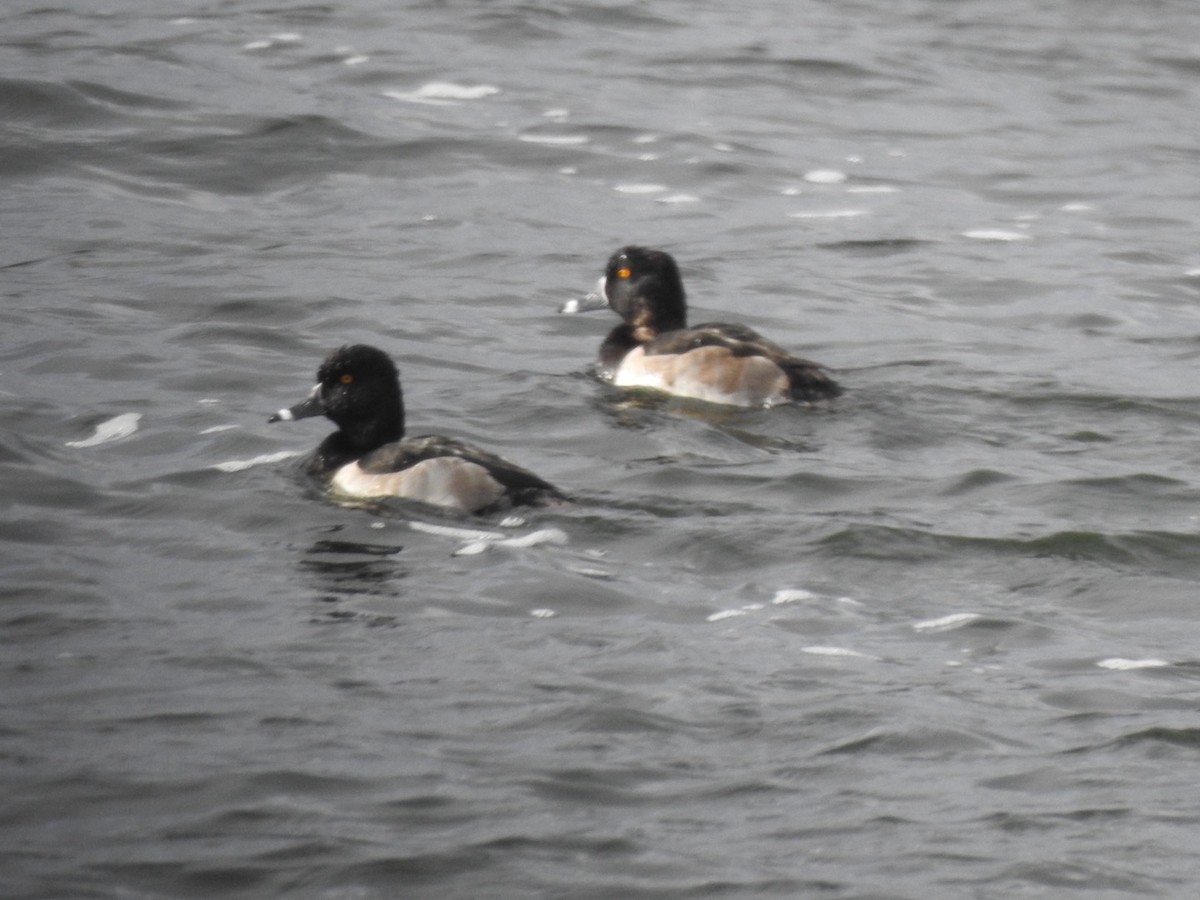 Ring-necked Duck - ML72808741