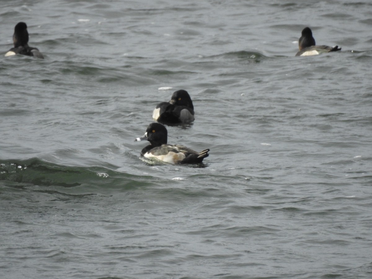 Ring-necked Duck - ML72808751