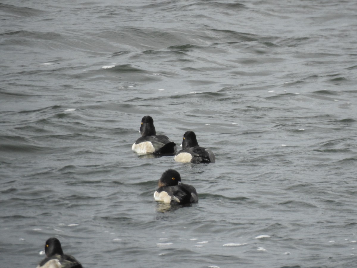 Ring-necked Duck - ML72808761