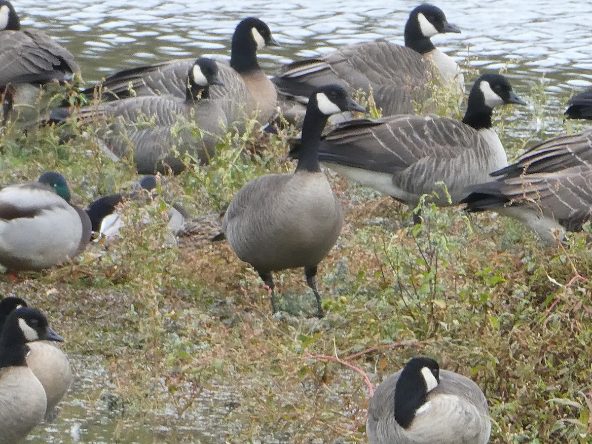 Cackling Goose - Benjamin Byerly